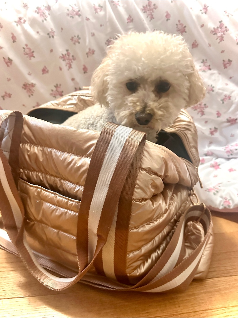 Pet Carrier Tote Bag for Dogs - Champagne